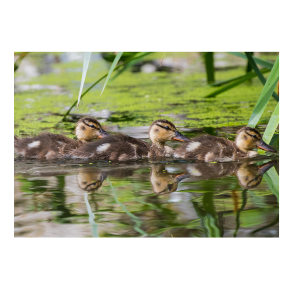 Mallard Ducklings at Rheged