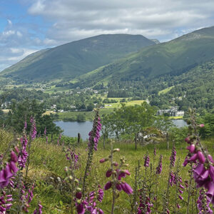 Everyday Cards - Foxgloves